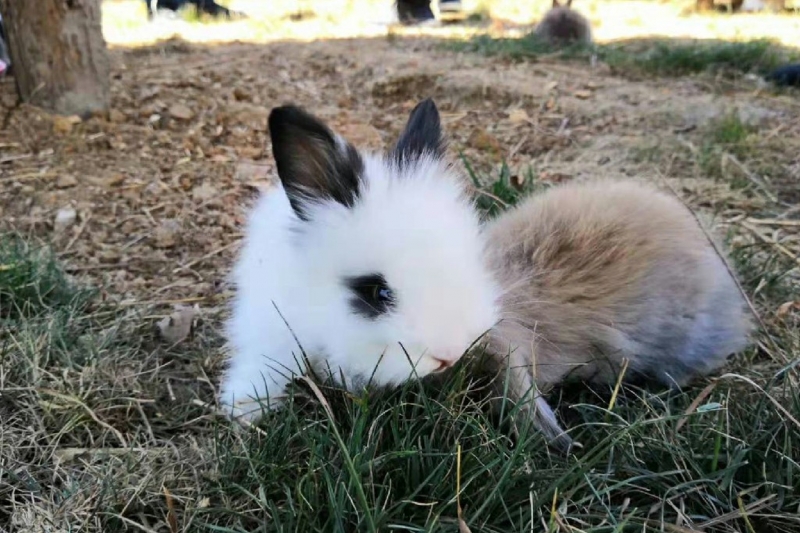 兔子2